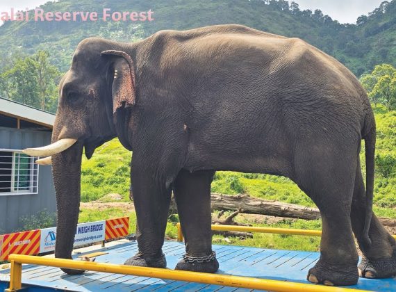 Modern Weighbridge Portfolio Shoot By AURORA iTech | anamalai reserve Weighbridge
